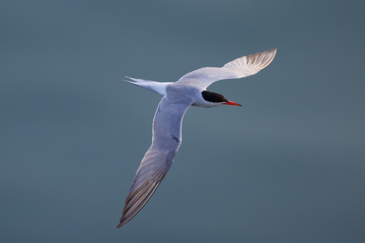 Common Tern - ML637619375