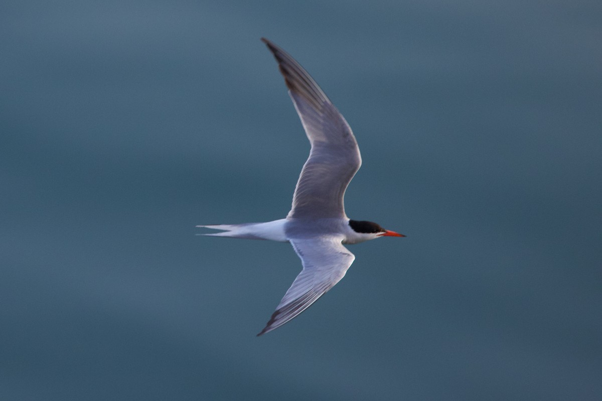 Common Tern - ML637619378