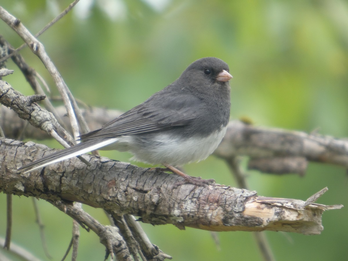 Dark-eyed Junco - ML637619379