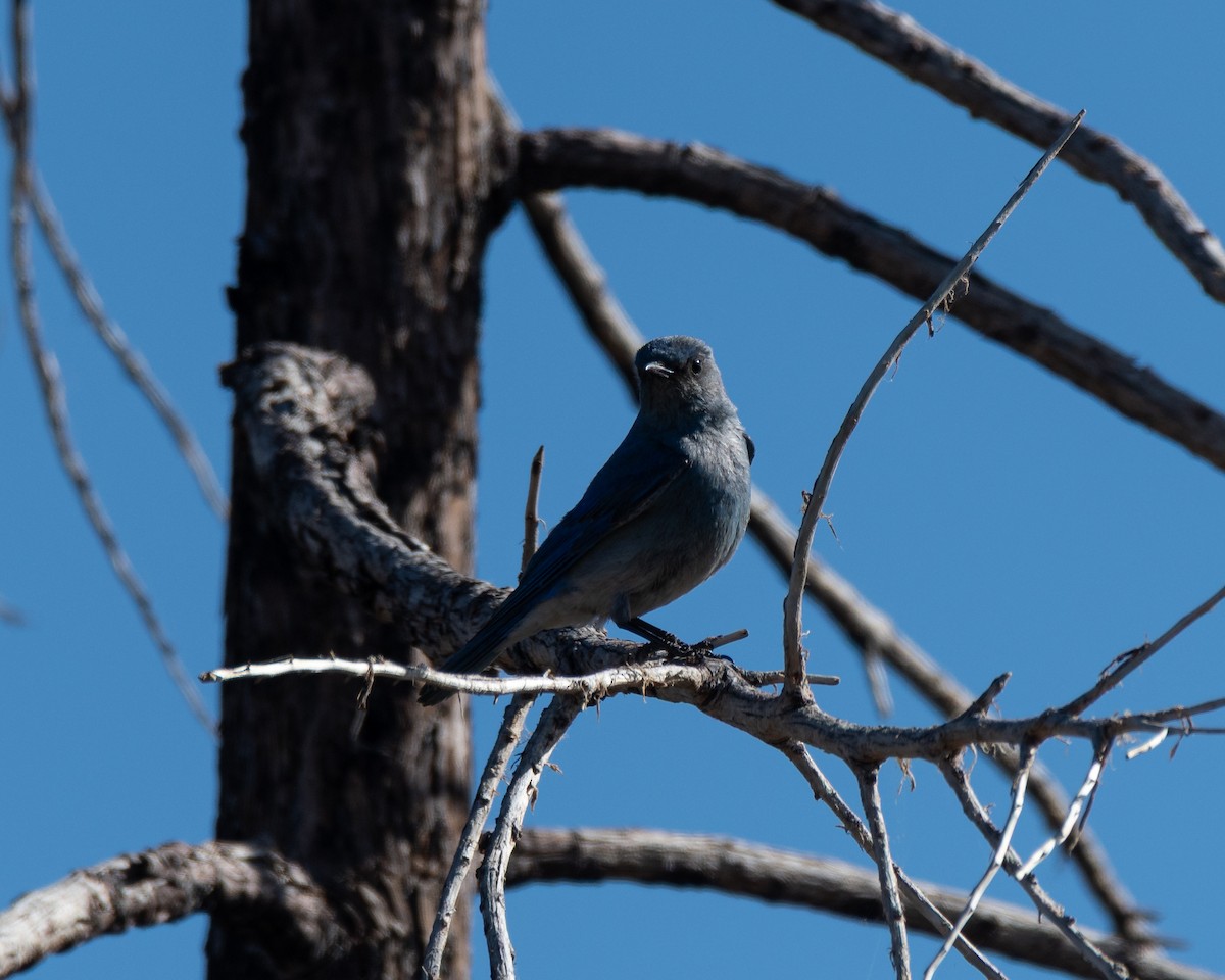 Mountain Bluebird - ML637619387