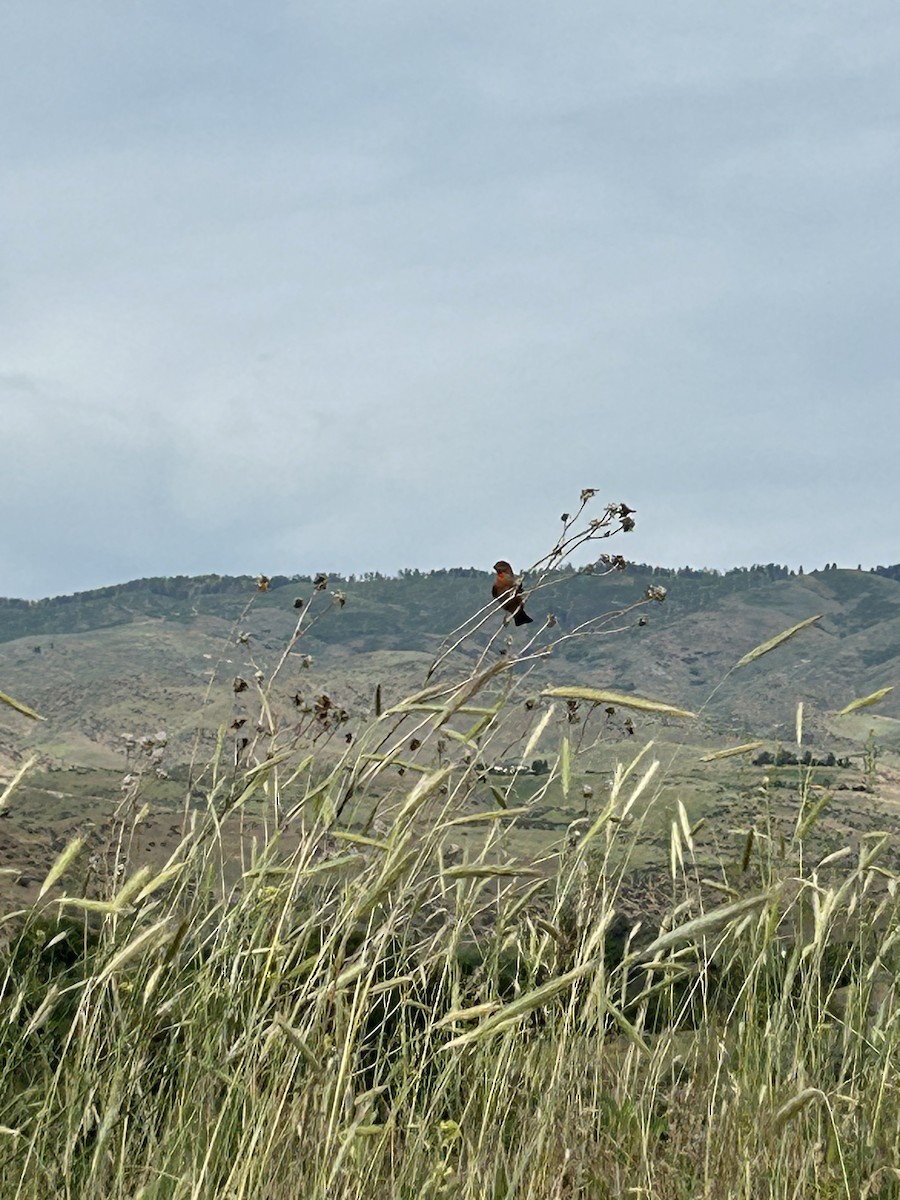 House Finch - ML637619421