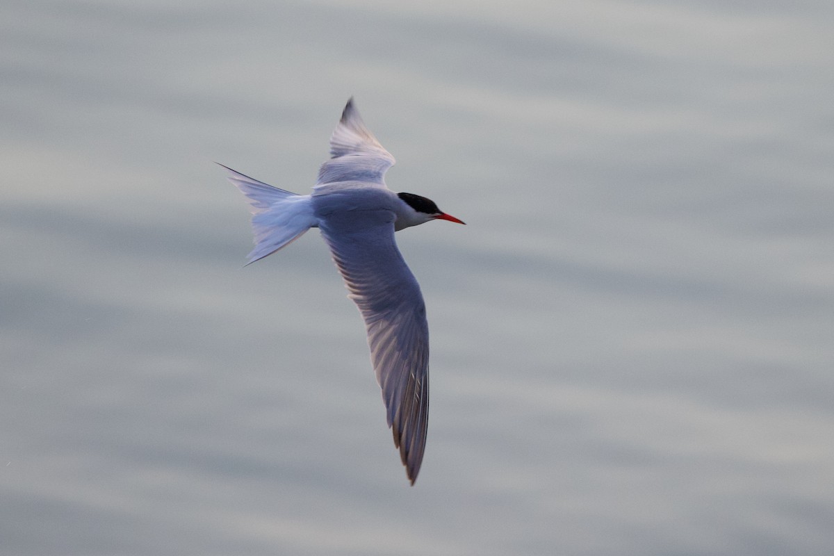 Common Tern - ML637619424