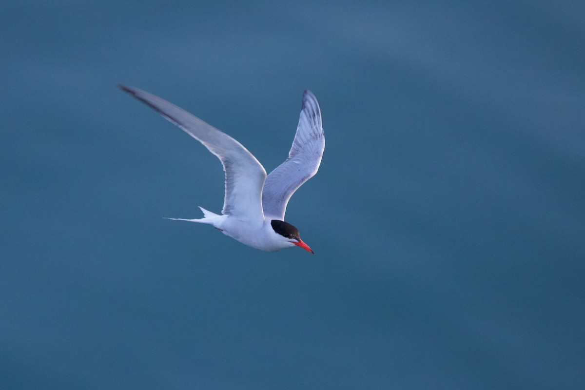 Common Tern - ML637619430