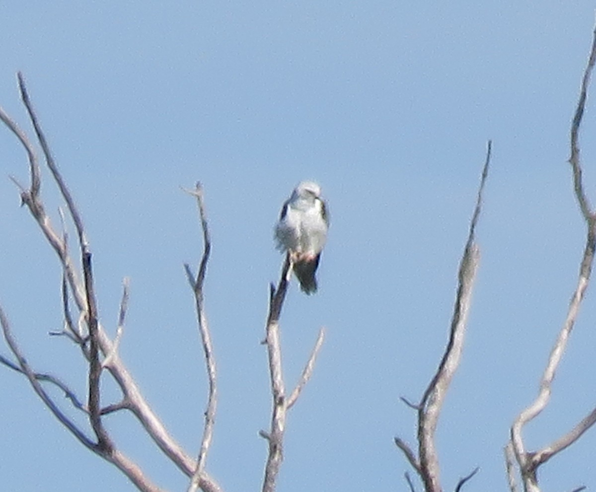 White-tailed Kite - ML637619440