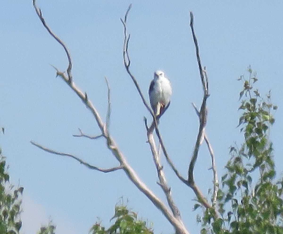 White-tailed Kite - ML637619441