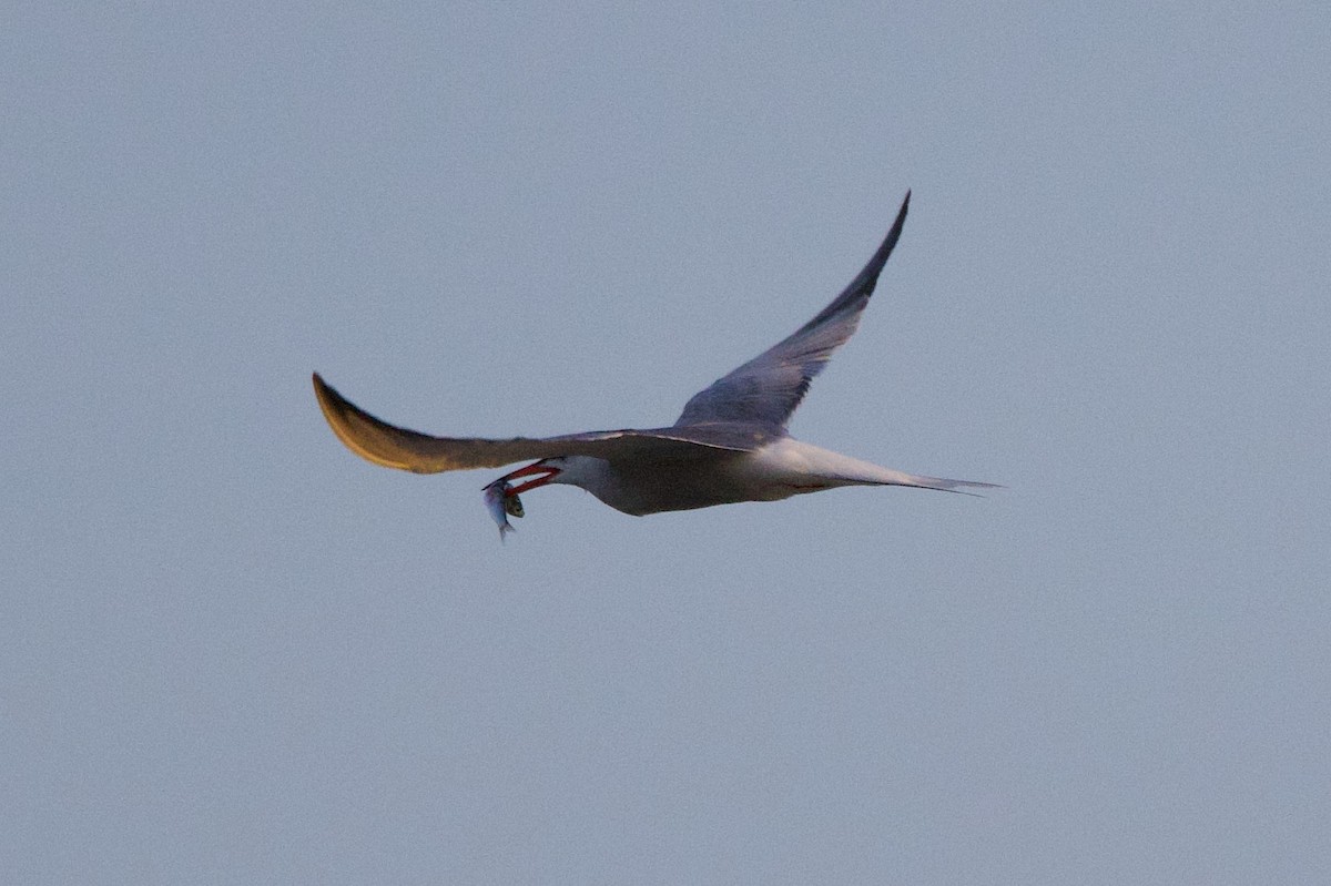 Common Tern - ML637619443