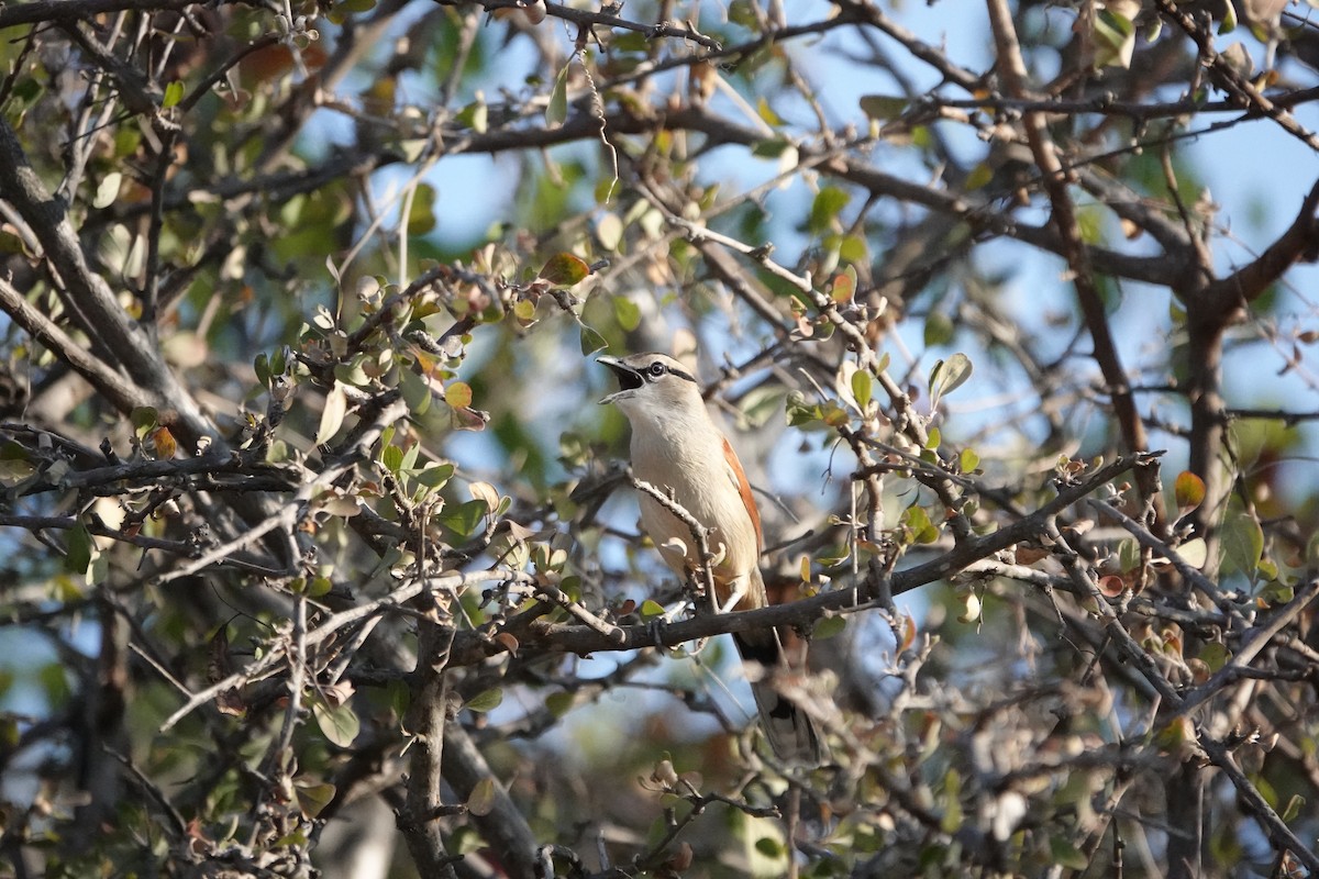 Brown-crowned Tchagra - ML637619453