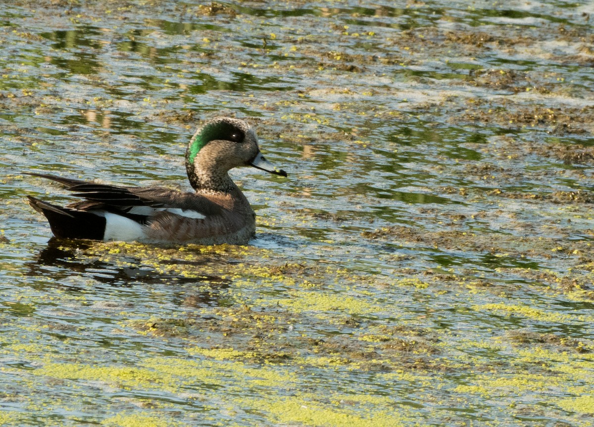 American Wigeon - ML637619478