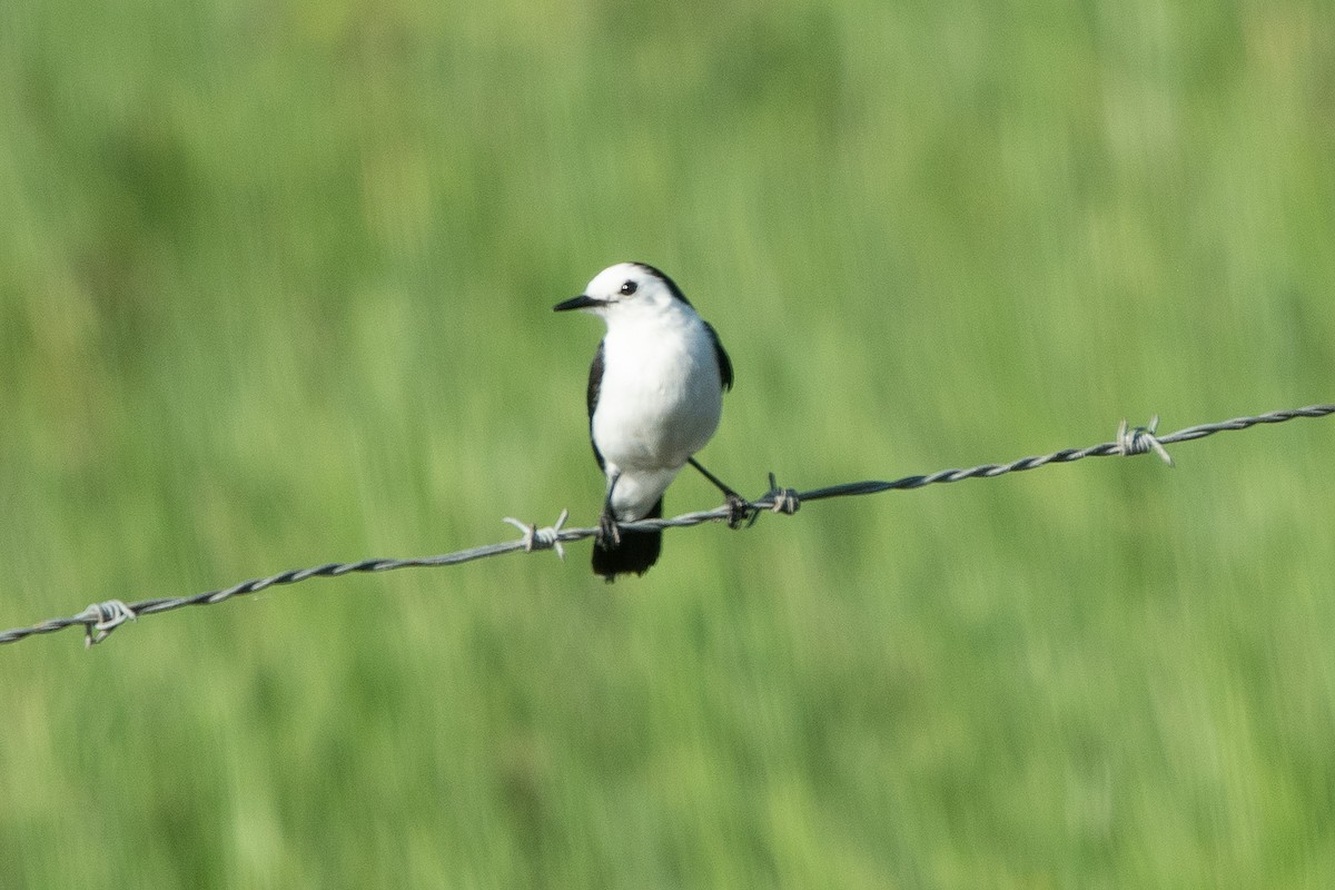 Black-backed Water-Tyrant - ML637619493