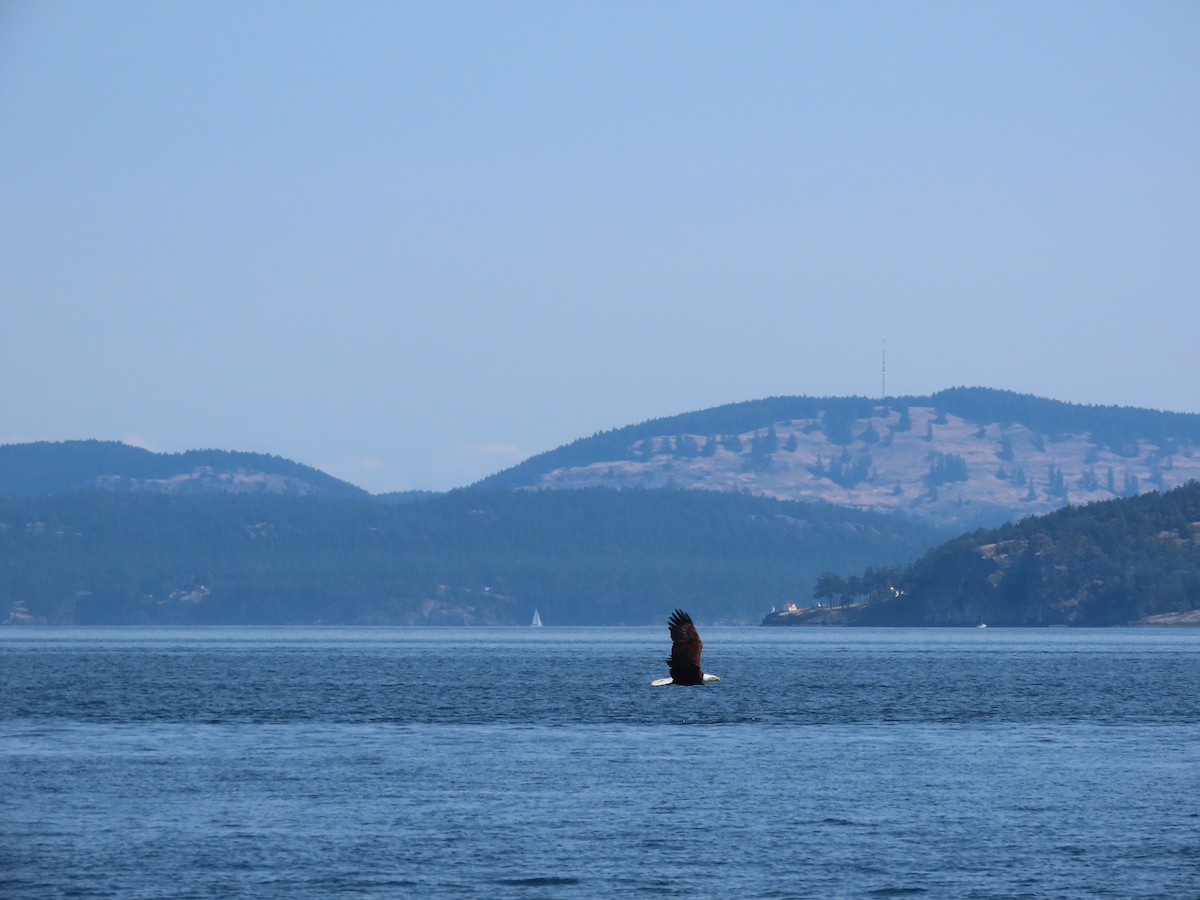 Bald Eagle - ML637619503