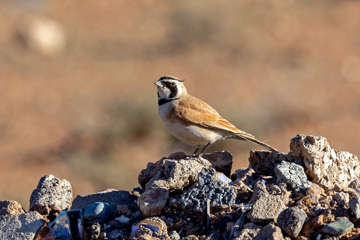 Temminck's Lark - ML637619512