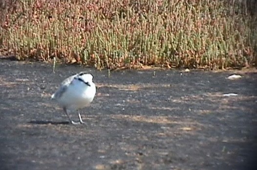 White-fronted Plover - ML637619532