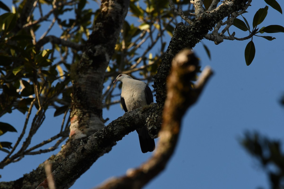 White-headed Pigeon - ML637619605