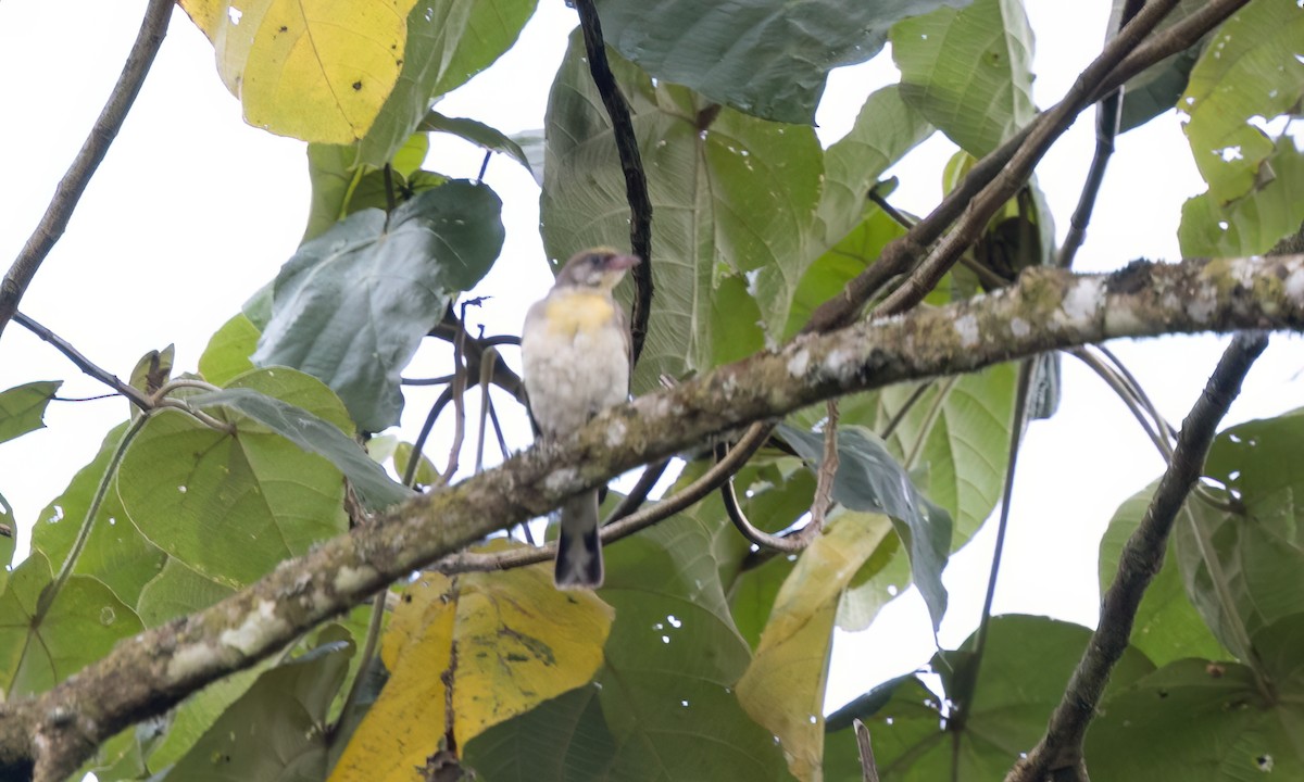 Greater Honeyguide - ML637619686