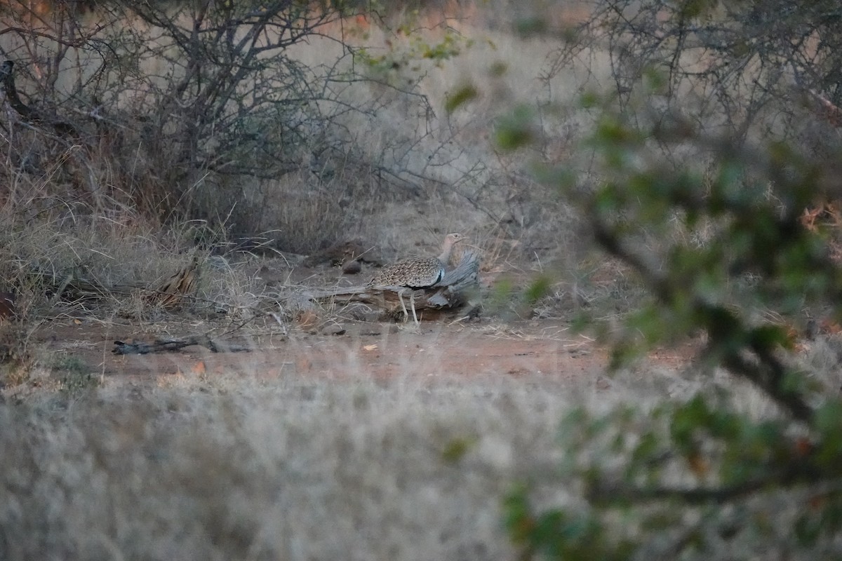 Red-crested Bustard - ML637619704