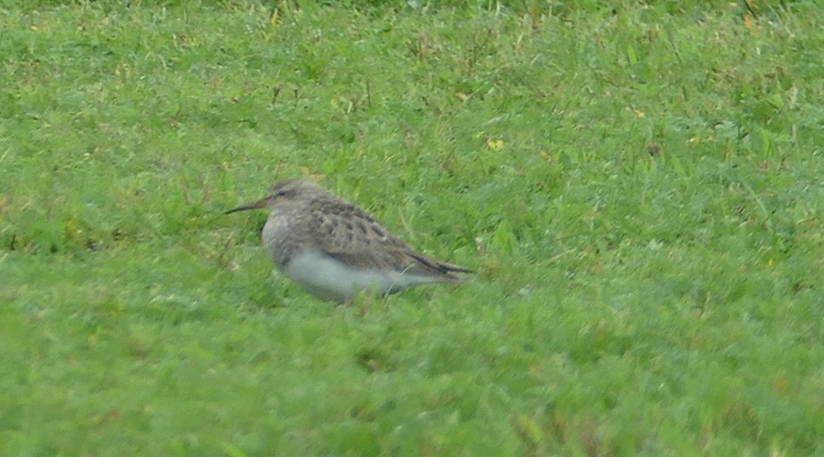 Pectoral Sandpiper - ML637619842