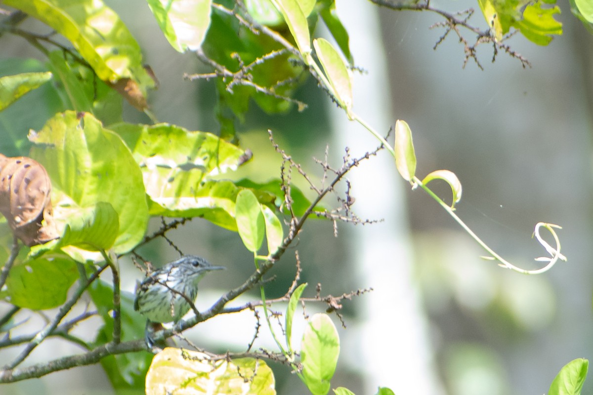 Amazonian Streaked-Antwren - ML637619866