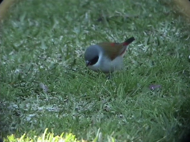 Swee Waxbill - ML637619980