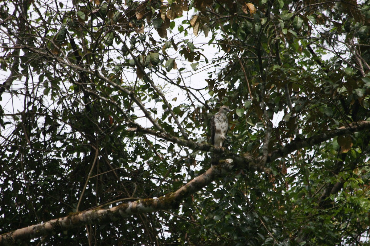 Changeable Hawk-Eagle - ML637619982