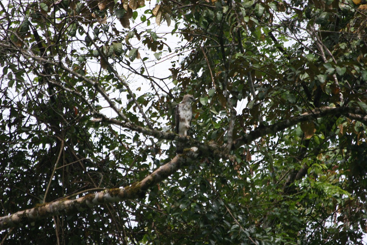 Changeable Hawk-Eagle - ML637619983