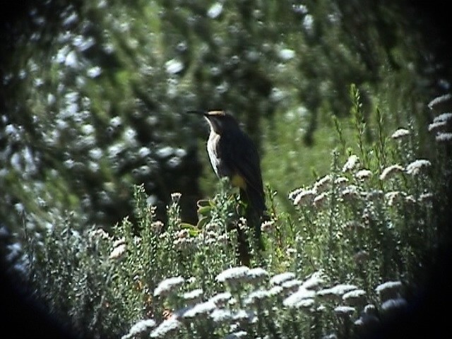Cape Sugarbird - ML637620023