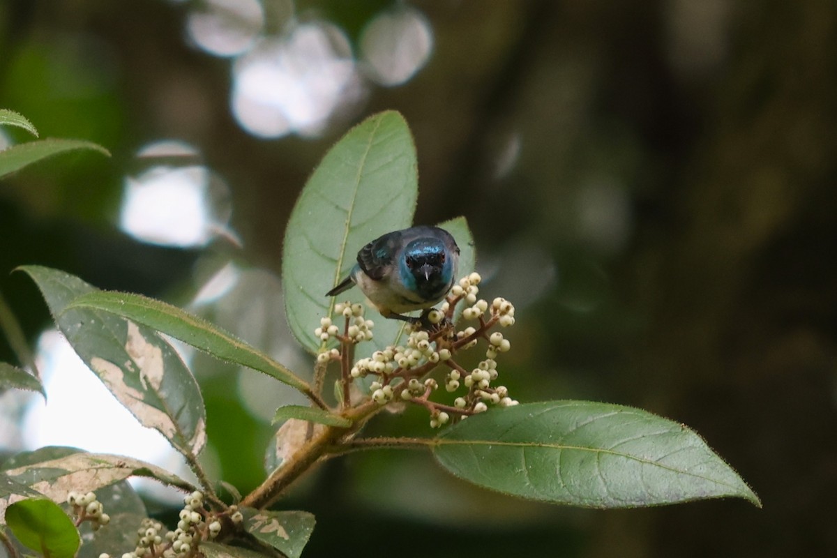 Scarlet-thighed Dacnis - ML637620070