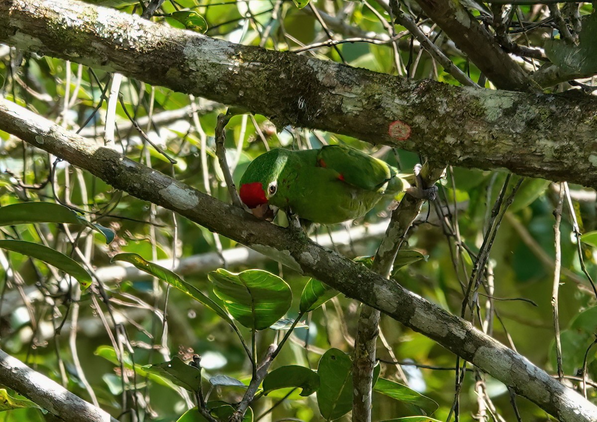 Crimson-fronted Parakeet - ML637620111