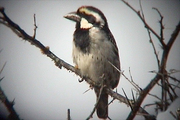 Pied Barbet - ML637620128
