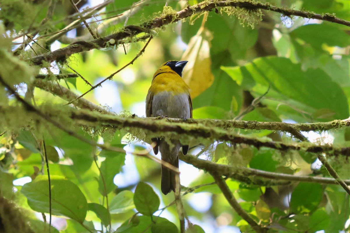 Black-faced Grosbeak - ML637620133