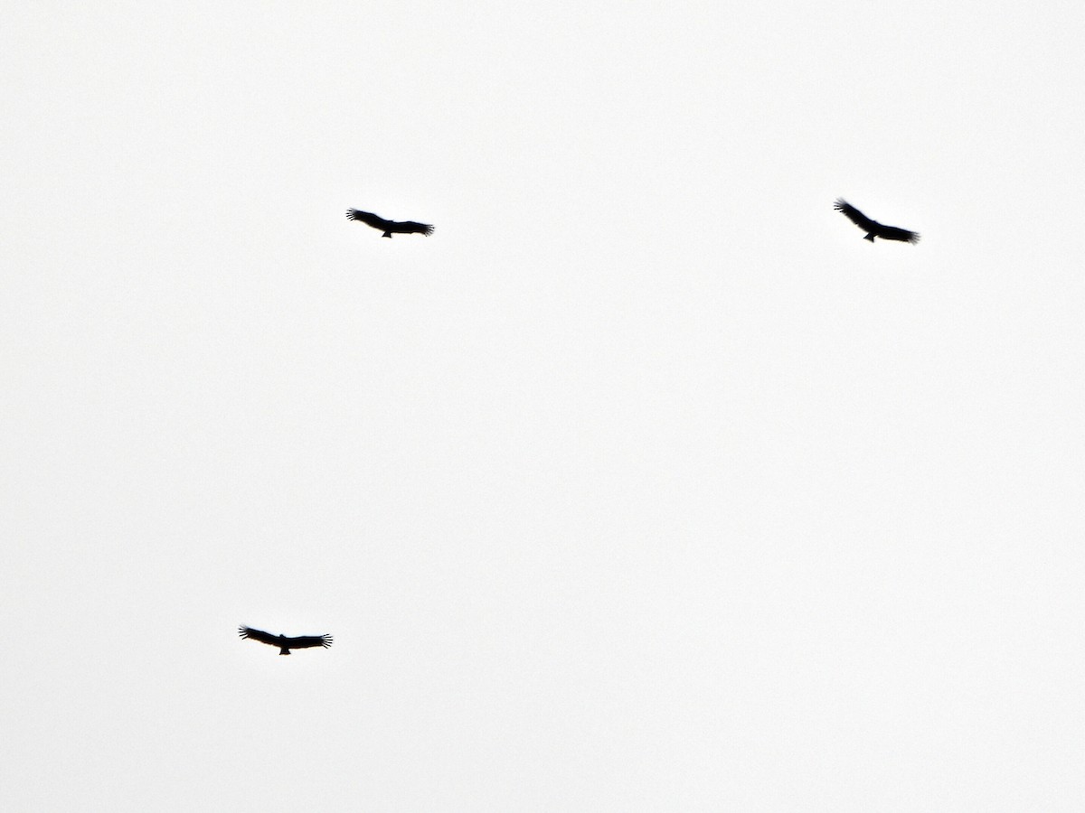 Black Vulture - ML637620138
