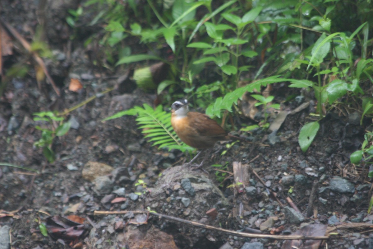 Bornean Black-capped Babbler - ML637620141