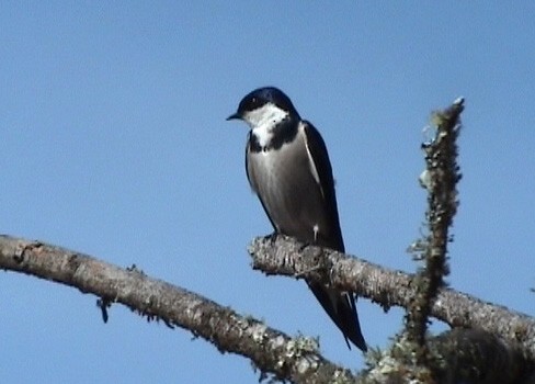 Hirondelle à gorge blanche - ML637620148