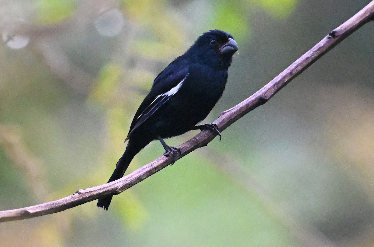 Cuban Bullfinch - ML637620171