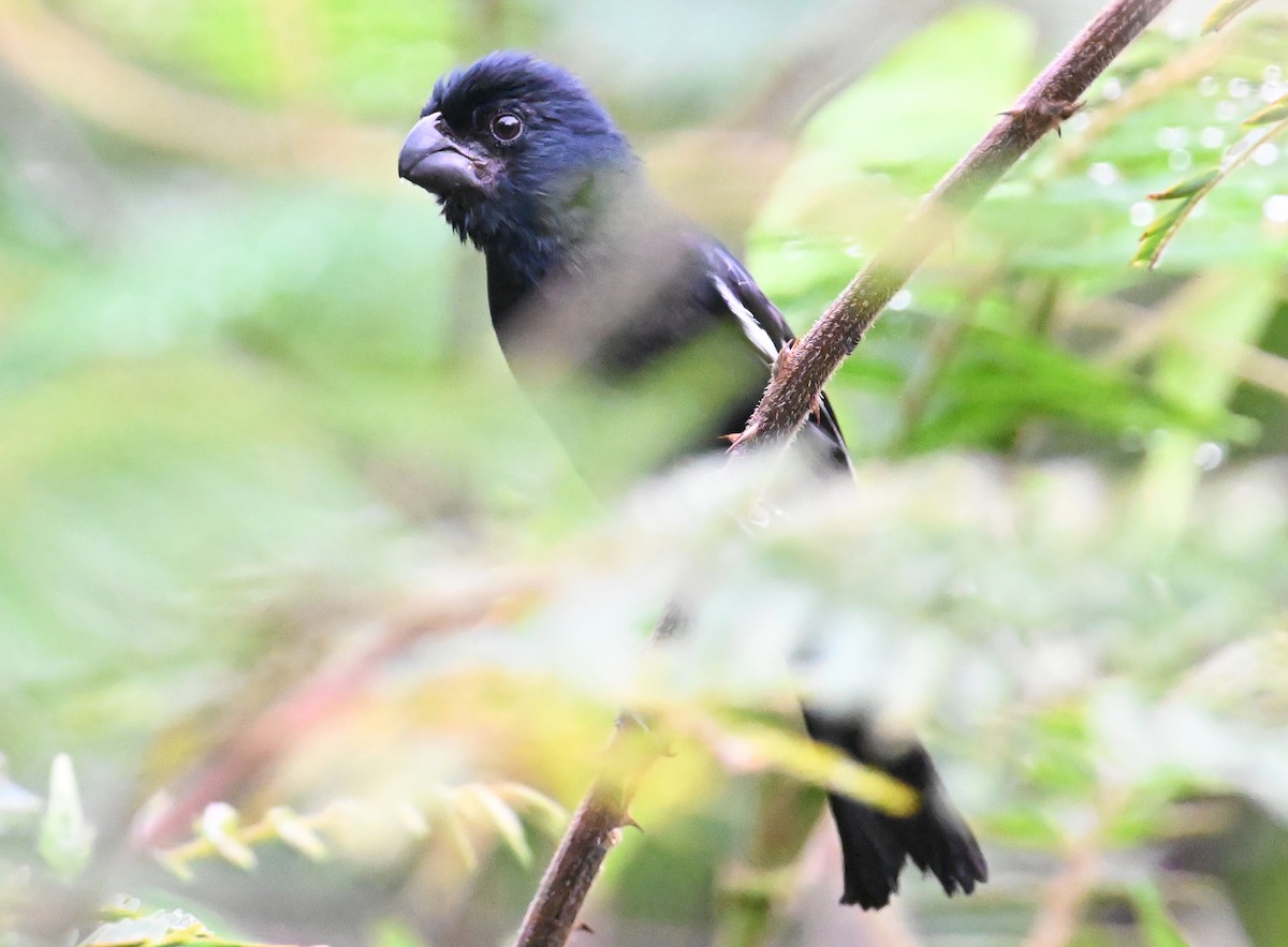 Cuban Bullfinch - ML637620172