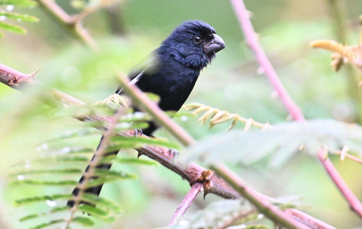 Cuban Bullfinch - ML637620173