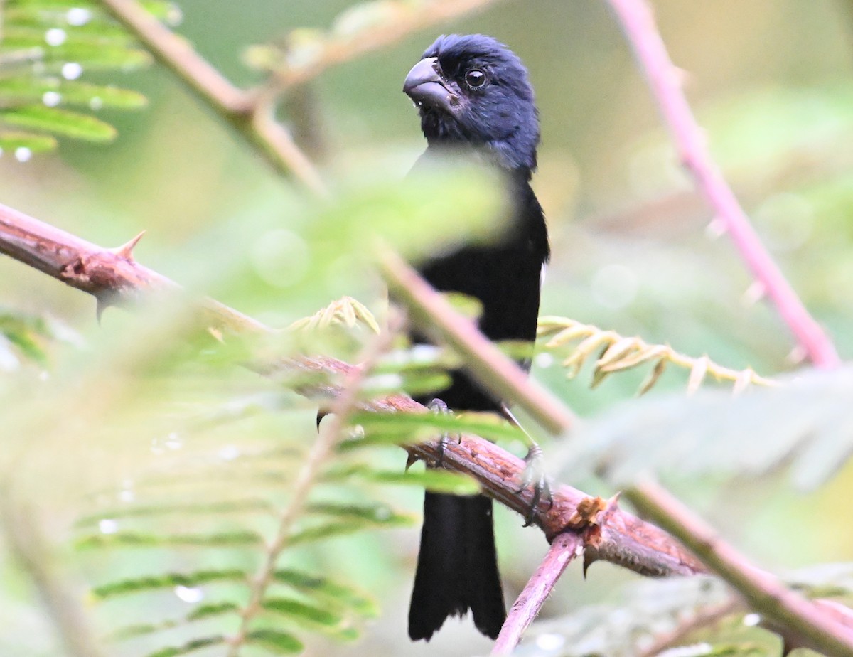 Cuban Bullfinch - ML637620175