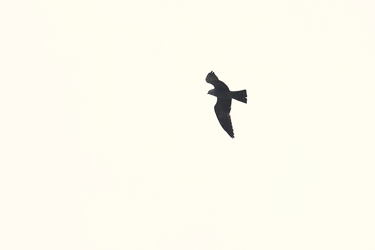 Mississippi Kite - ML637620189