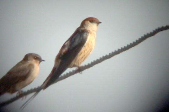 Golondrina Cabecirrufa - ML637620242