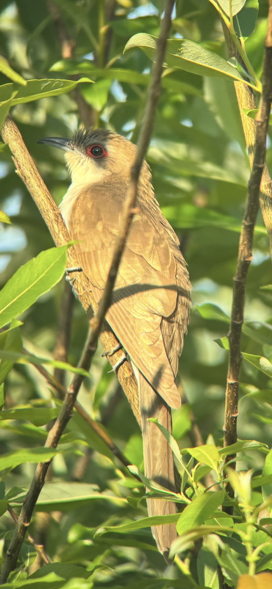 Black-billed Cuckoo - ML637620252