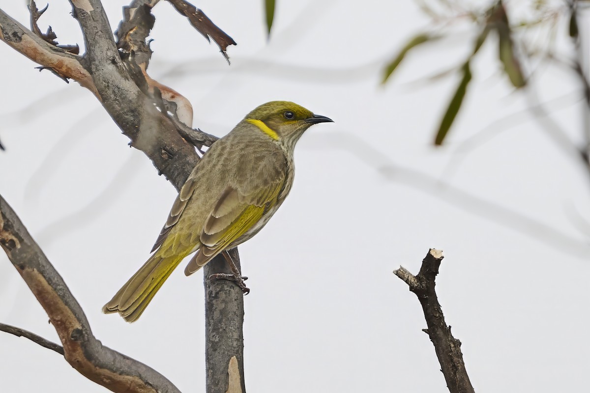 Yellow-plumed Honeyeater - ML637620304