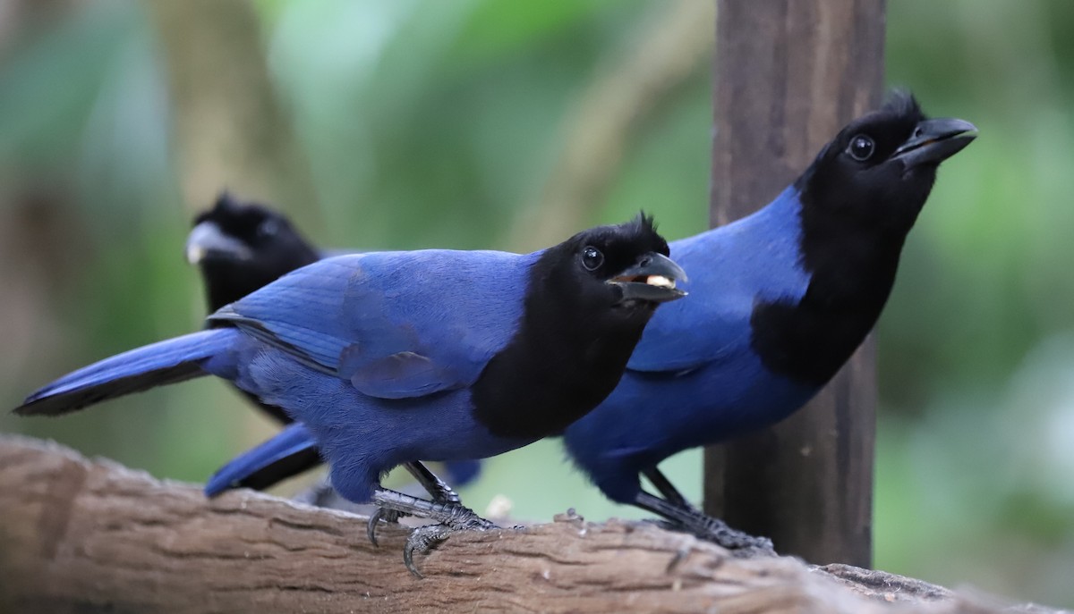 Azure Jay - ML637620311