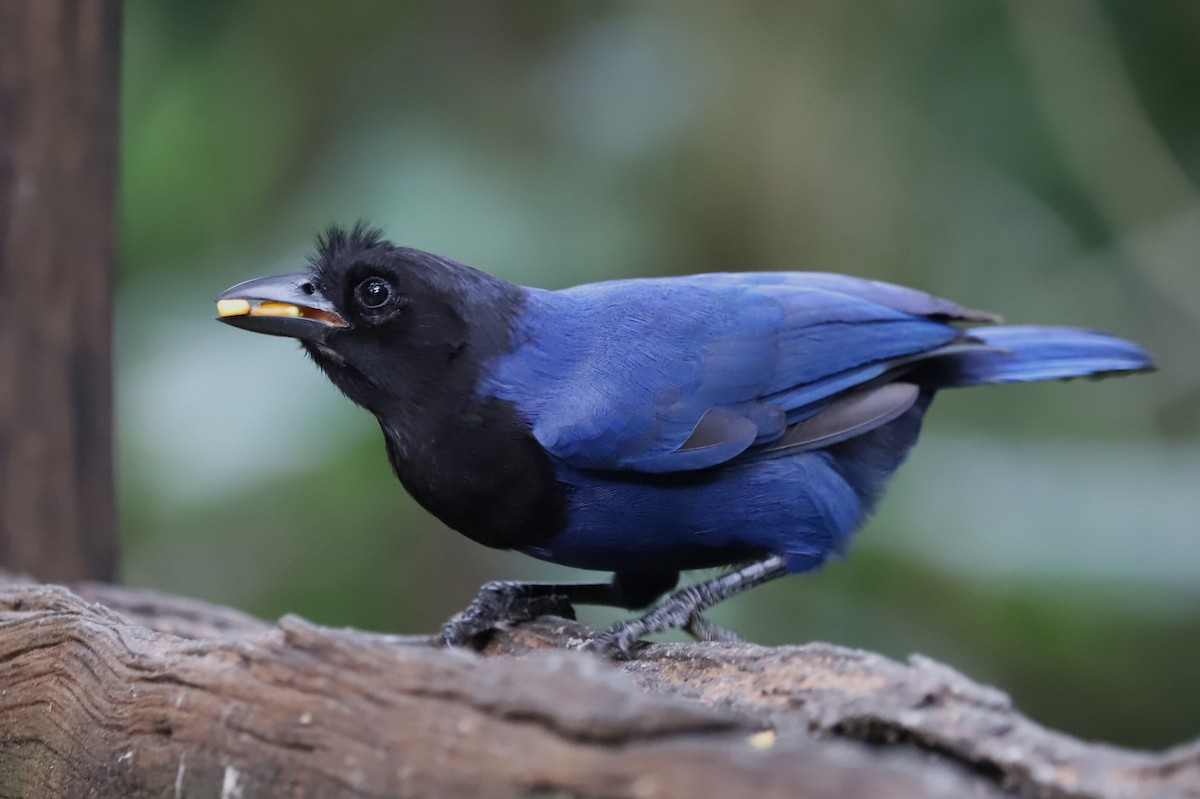 Azure Jay - ML637620312