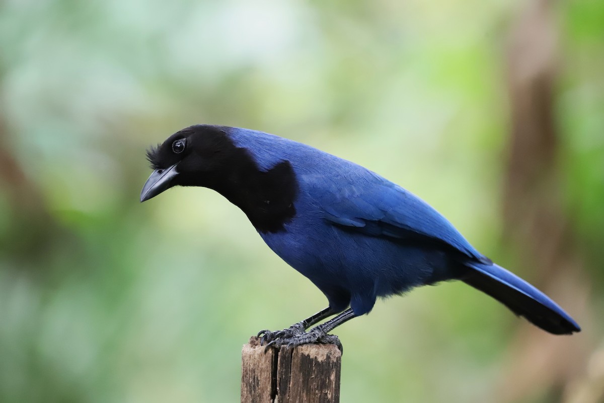 Azure Jay - ML637620313