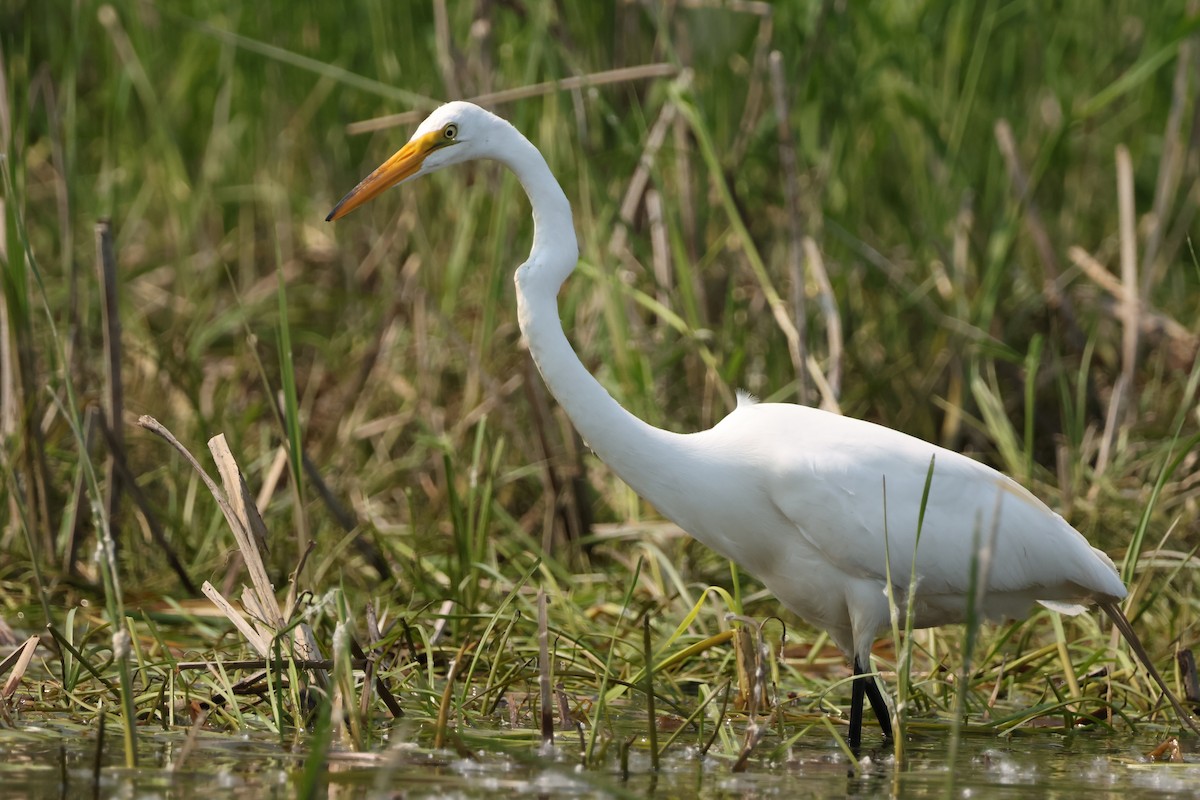 Great Egret - ML637620406
