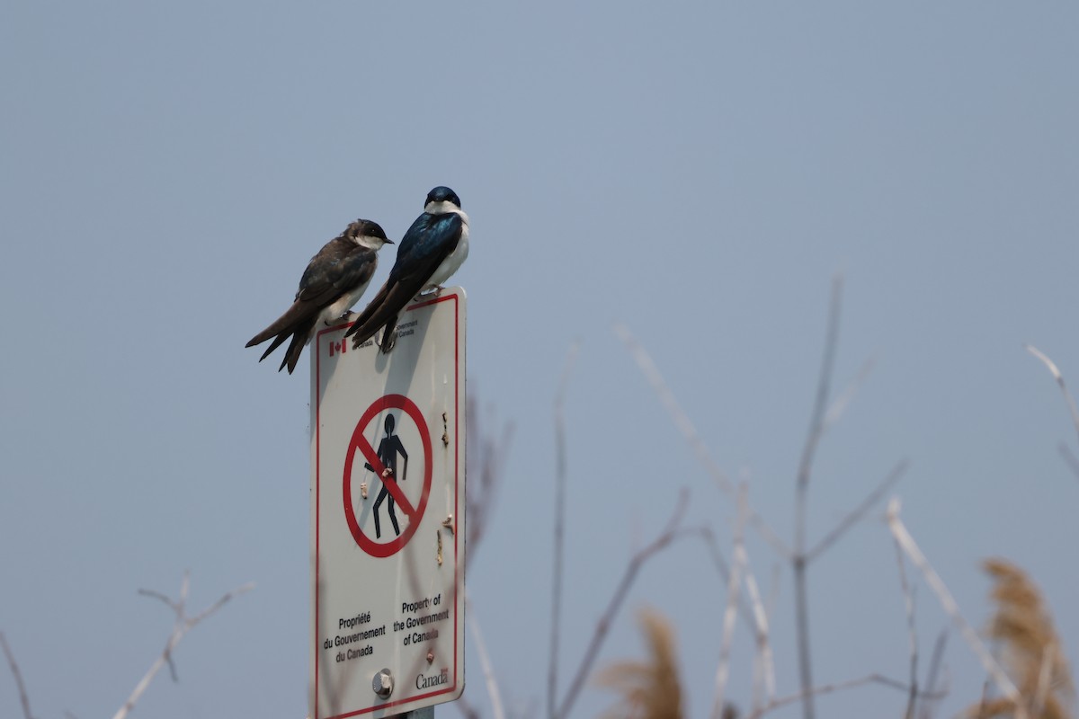 Tree Swallow - ML637620471