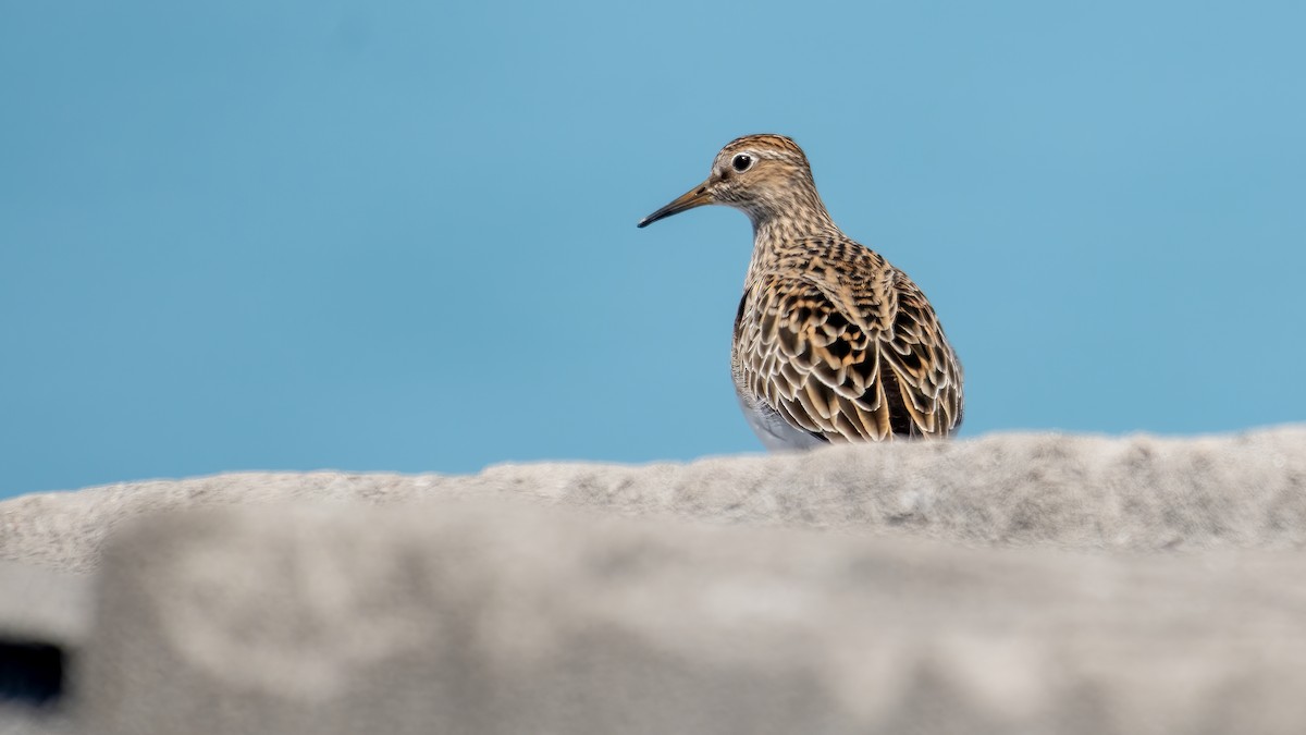 Pectoral Sandpiper - ML637620540