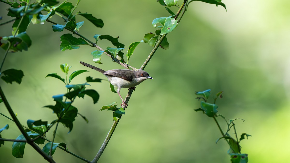Black-headed Apalis - ML637620578