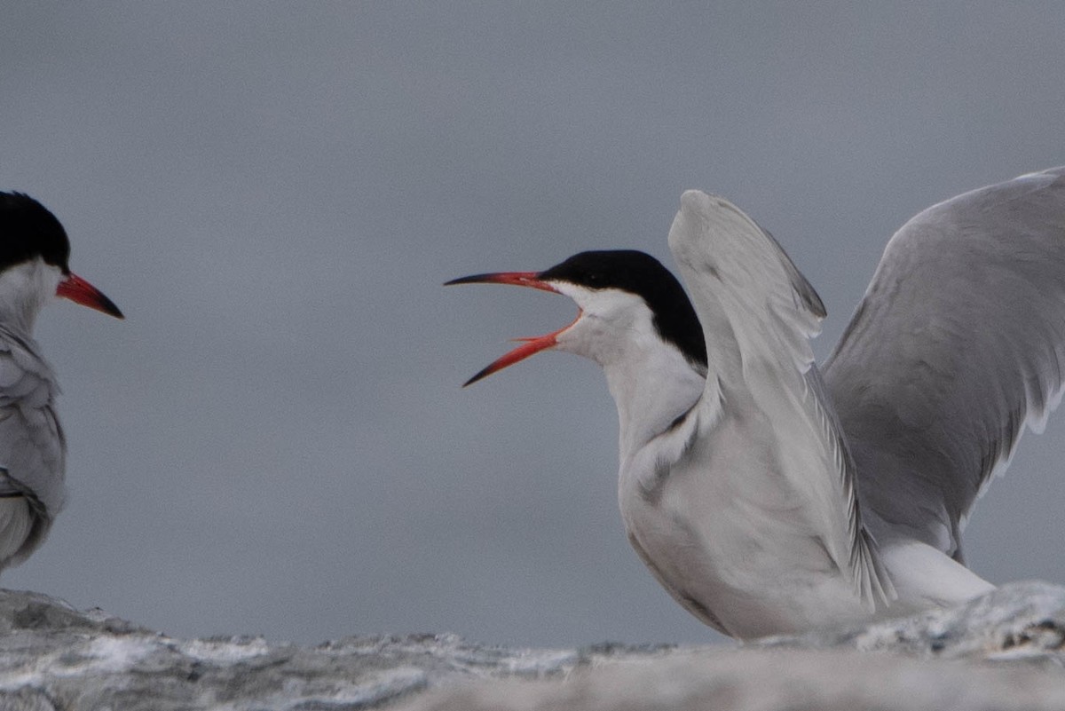 Common Tern - ML637620640