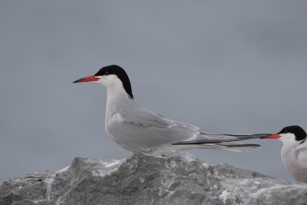 Common Tern - ML637620641