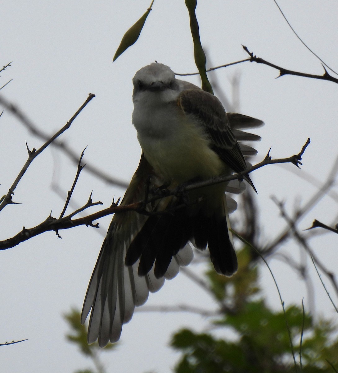 Scissor-tailed Flycatcher - ML637620674